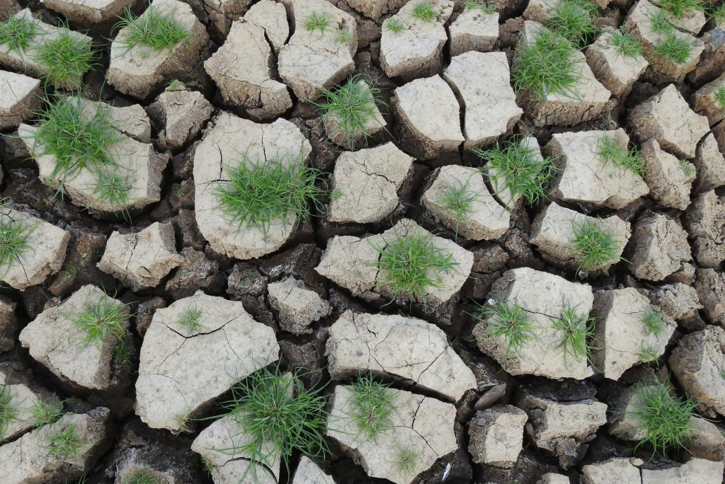 Terreno arido e secco con poche piante verdi ancora vive in mezzo